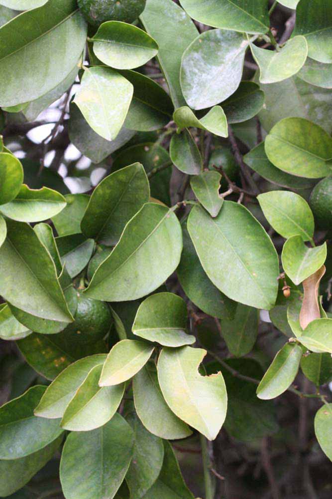              Sun leaves (Riverside, CA)       